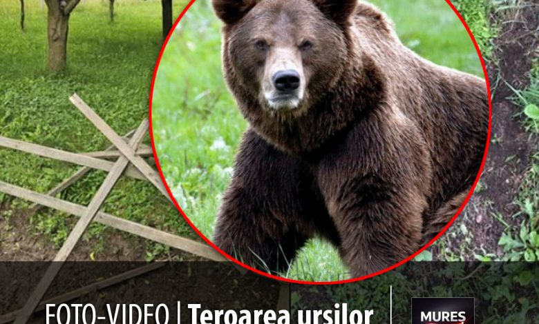 foto-video-|-teroarea-ursilor-in-judetul-mures:-populatia-a-explodat,-localnicii-traiesc-cu-frica-in-san!