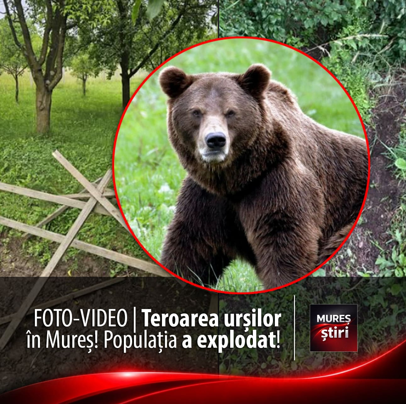 foto-video-|-teroarea-ursilor-in-judetul-mures:-populatia-a-explodat,-localnicii-traiesc-cu-frica-in-san!