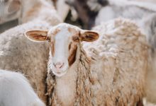 ansvsa-cere-comisiei-europene-sa-nu-blocheze-exporturile-de-ovine-ale-romaniei-dupa-focarele-din-mures