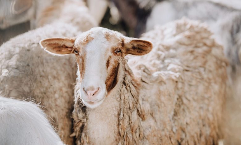 ansvsa-cere-comisiei-europene-sa-nu-blocheze-exporturile-de-ovine-ale-romaniei-dupa-focarele-din-mures