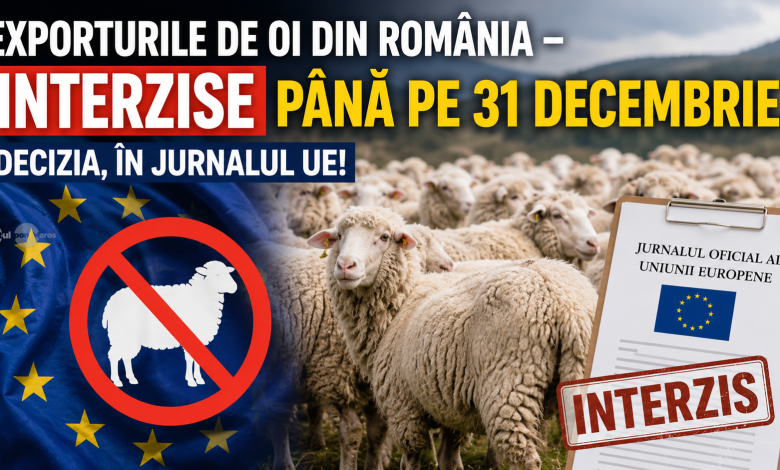 dupa-niste-oi-bolnave-prin-mures,-exporturile-de-ovine-si-caprine-din-romania,-interzise-pana-la-31-decembrie-2026