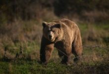 brasov:-al-doilea-urs-impuscat-in-mai-putin-de-o-luna-in-cartierul-valea-cetatii