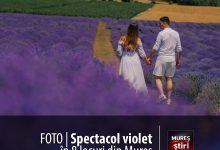 foto-|-spectacol-violet-in-8-locuri-din-mures:-cand-lavanda-infloreste,-vara-devine-magica!