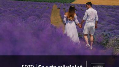 foto-|-spectacol-violet-in-8-locuri-din-mures:-cand-lavanda-infloreste,-vara-devine-magica!