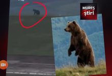 video-|-alerta-la-barajul-bezid:-un-urs-de-talie-mare,-filmat-in-zona-unde-ieri-sute-de-oameni-se-scaldau!