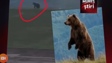 video-|-alerta-la-barajul-bezid:-un-urs-de-talie-mare,-filmat-in-zona-unde-ieri-sute-de-oameni-se-scaldau!