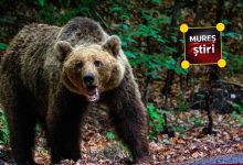 ultima-ora:-ccr-respinge-sesizarea-presedintelui-nicusor-dan-pe-legea-privind-ursii-bruni!