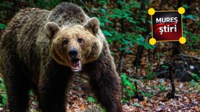 ultima-ora:-ccr-respinge-sesizarea-presedintelui-nicusor-dan-pe-legea-privind-ursii-bruni!