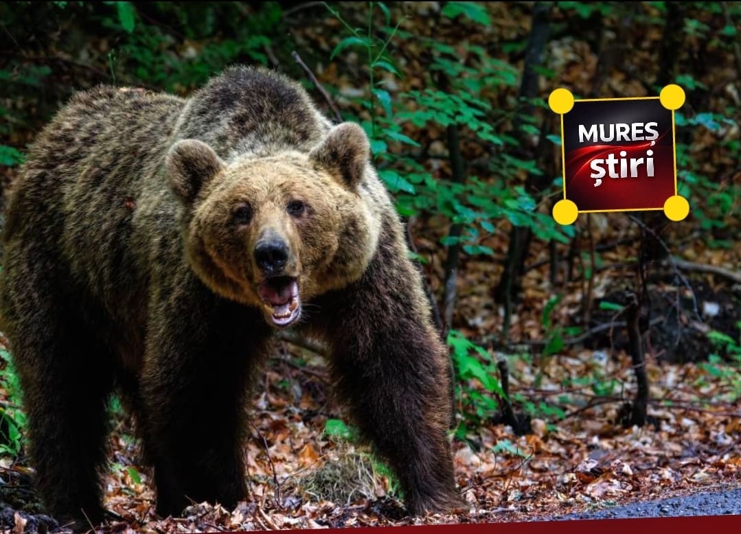 ultima-ora:-ccr-respinge-sesizarea-presedintelui-nicusor-dan-pe-legea-privind-ursii-bruni!