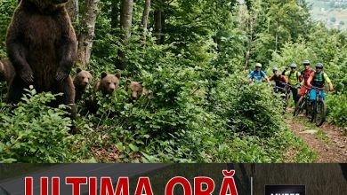 alerta-mures:-ursoaica-cu-pui,-semnalata-in-apropiere-de-livezeni!