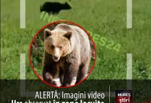 alerta:-imagini-video-cu-urs-observat-in-zone-locuite-din-judetul-mures!