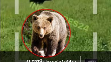 alerta:-imagini-video-cu-urs-observat-in-zone-locuite-din-judetul-mures!