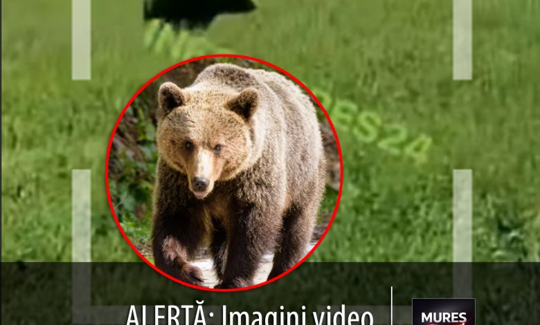 alerta:-imagini-video-cu-urs-observat-in-zone-locuite-din-judetul-mures!