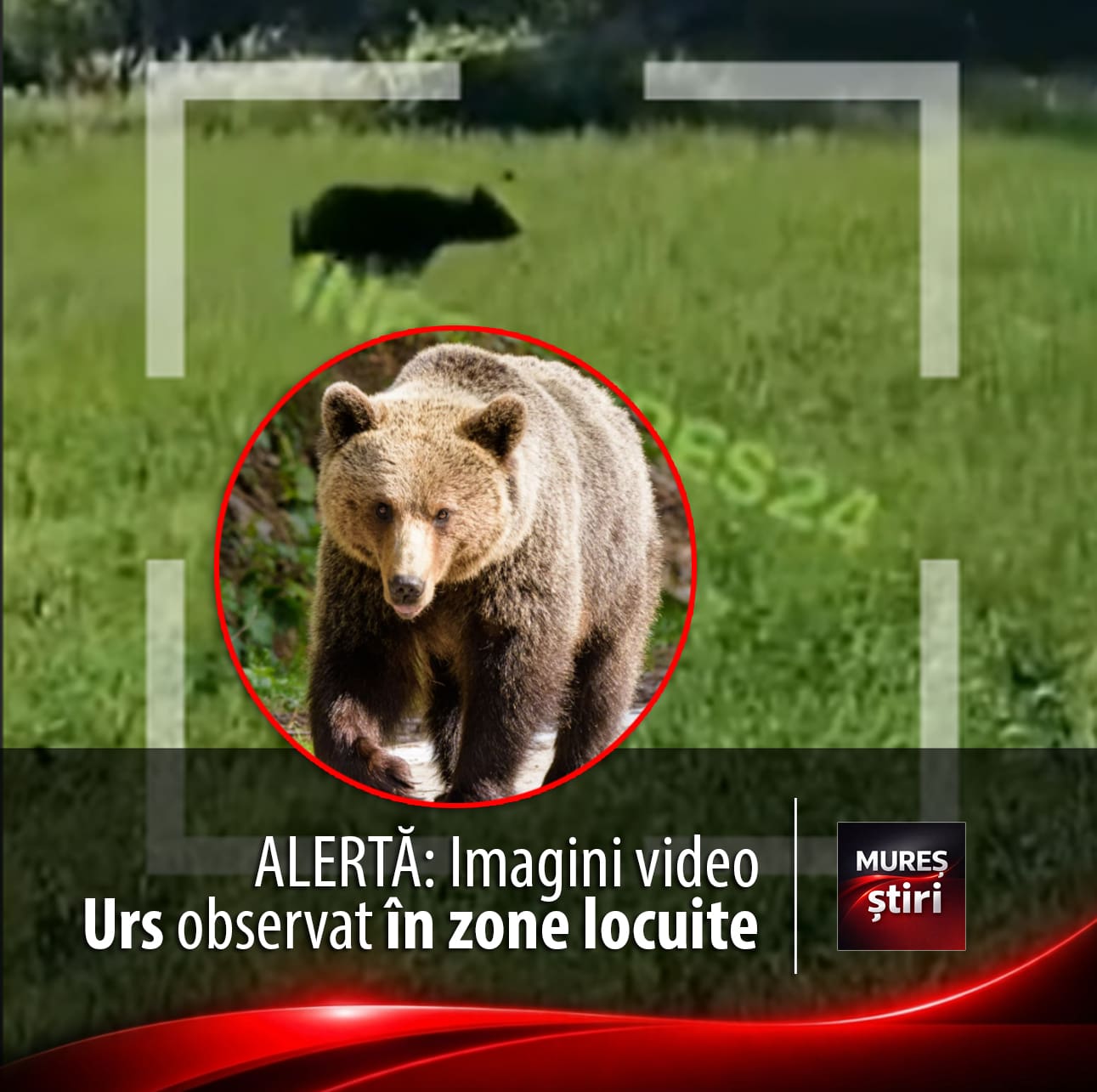 alerta:-imagini-video-cu-urs-observat-in-zone-locuite-din-judetul-mures!