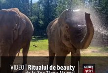 video-|-ritualul-de-beauty-de-la-zoo-targu-mures:-cum-isi-mentin-elefantii-pielea-perfecta?