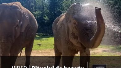 video-|-ritualul-de-beauty-de-la-zoo-targu-mures:-cum-isi-mentin-elefantii-pielea-perfecta?