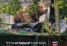 al-8-lea-urs-impuscat-in-zone-locuite,-in-brasov!-muresul-ramane-intr-o-asteptare-critica