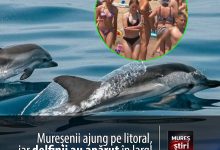 si-muresenii-ajung-pe-litoral:-plajele-s-au-umplut-de-copii,-iar-delfinii-au-aparut-in-larg!