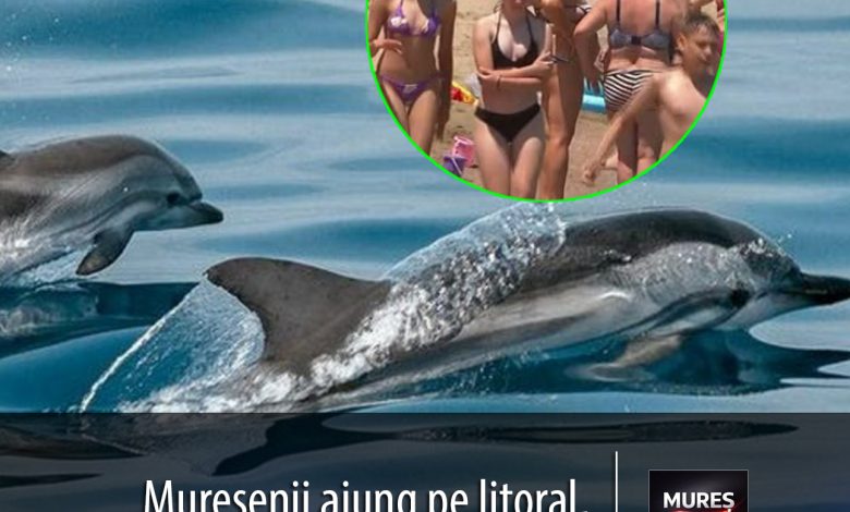 si-muresenii-ajung-pe-litoral:-plajele-s-au-umplut-de-copii,-iar-delfinii-au-aparut-in-larg!