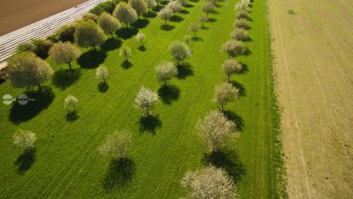 harghita:-creste-interesul-fermierilor-pentru-culturile-de-arbusti-fructiferi,-ca-alternativa-la-cultura-cartofului
