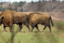 primaria-comunei-soars-propune-infiintarea-unei-rezervatii-de-zimbri-in-situl-natura-2000-podisul-hartibaciului
