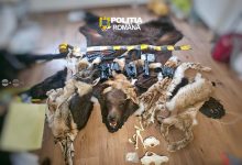 braconaj-si-nerespectarea-regimului-armelor-si-al-munitiilor-la-lunca-bradului