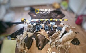 perchezitii-in-comuna-mureseana-lunca-bradului-intr-un-dosar-de-braconaj-si-nerespectarea-regimului-armelor-si-al-munitiilor