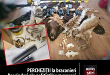 perchezitii-la-braconieri-|-descinderi-ale-politistilor-mureseni-intr-un-dosar-de-braconaj-si-nerespectare-a-regimului-armelor,-in-lunca-bradului!