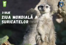 ziua-mondiala-a-suricatelor,-sarbatorita-vineri-la-gradina-zoologica-brasov