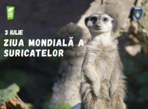 ziua-mondiala-a-suricatelor,-sarbatorita-vineri-la-gradina-zoologica-brasov