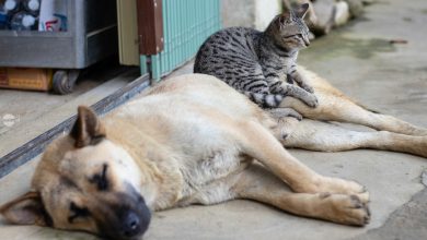 sterilizare-gratuita-pentru-caini-si-pisici-la-targu-mures.-cum-te-poti-programa