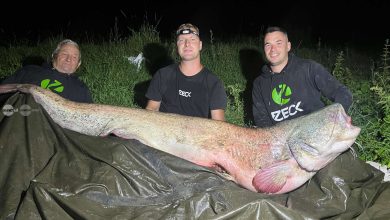 captura-record-pe-raul-mures:-un-somn-de-2,31-metri-si-peste-100-de-kilograme-a-fost-prins-si-eliberat