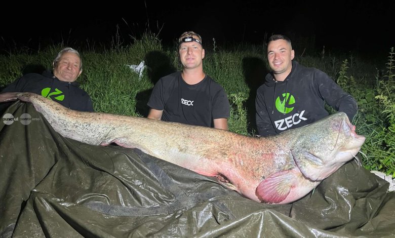 captura-record-pe-raul-mures:-un-somn-de-2,31-metri-si-peste-100-de-kilograme-a-fost-prins-si-eliberat