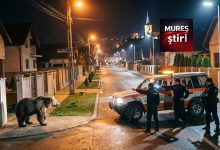 news-alert:-urs-agresiv,-impuscat-dupa-ce-a-atacat-echipa-de-interventie,-in-miercurea-ciuc!