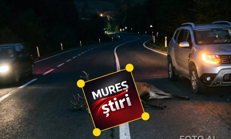alerta-trafic:-cerb-lovit-pe-sosea,-inainte-de-danes!-pericol-de-accidente