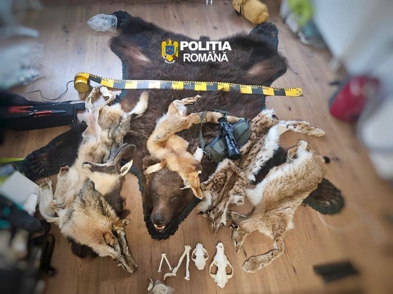 perchezitii-in-lunca-bradului,-intr-un-dosar-de-braconaj-si-nerespectare-a-regimului-armelor-si-munitiilor