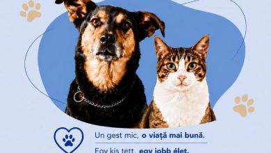 program-de-sterilizare-pentru-cainii-si-pisicile-cu-stapan,-la-targu-mures