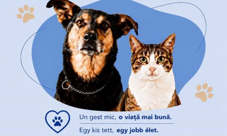 program-de-sterilizare-pentru-cainii-si-pisicile-cu-stapan,-la-targu-mures