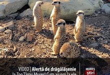 video-|-alerta-de-dragalasenie-la-zoo-targu-mures-–-„sentinelele”-pufoase-au-preluat-controlul!-cum-ajungi-la-ele
