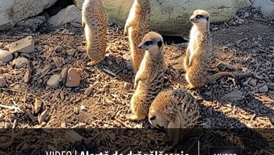 video-|-alerta-de-dragalasenie-la-zoo-targu-mures-–-„sentinelele”-pufoase-au-preluat-controlul!-cum-ajungi-la-ele