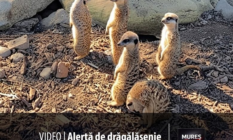 video-|-alerta-de-dragalasenie-la-zoo-targu-mures-–-„sentinelele”-pufoase-au-preluat-controlul!-cum-ajungi-la-ele