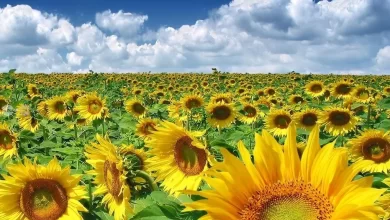 romania-a-devenit-cel-mai-mare-exportator-de-oleaginoase-din-uniunea-europeana