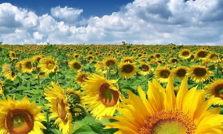 romania-a-devenit-cel-mai-mare-exportator-de-oleaginoase-din-uniunea-europeana