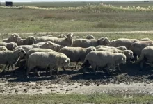 focar-de-pesta-a-micilor-rumegatoare-descoperit-in-mures-carantina-nationala-de-30-de-zile