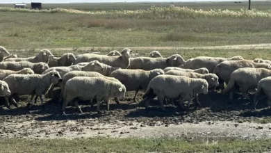 focar-de-pesta-a-micilor-rumegatoare-descoperit-in-mures-carantina-nationala-de-30-de-zile