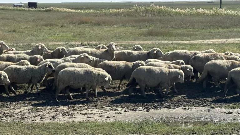 focar-de-pesta-a-micilor-rumegatoare-descoperit-in-mures-carantina-nationala-de-30-de-zile