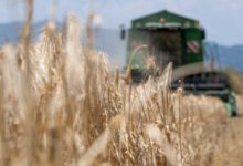 productii-mari-estimate-in-agricultura,-in-brasov