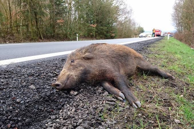 76-de-accidente-rutiere-in-care-au-fost-implicate-animale-salbatice,-inregistrate-in-primul-semestru
