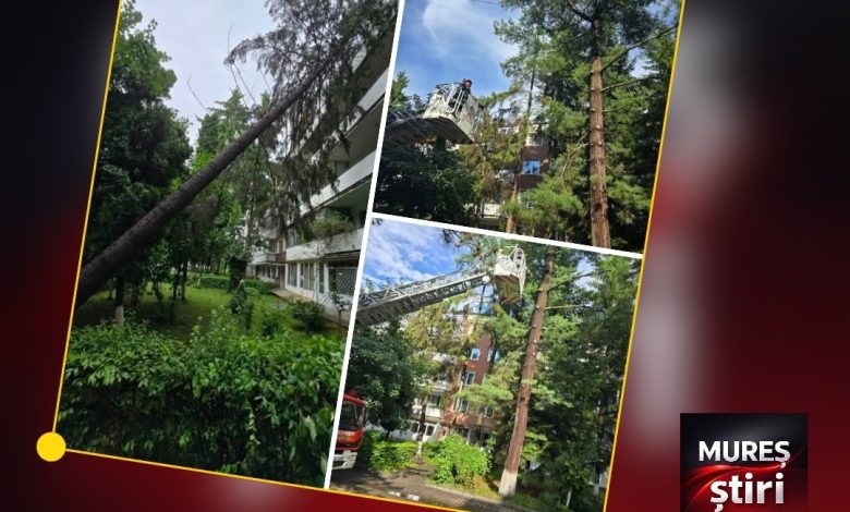 interventii-dupa-furtuna-de-azi:-copaci-si-crengi-cazute-in-reghin-si-targu-mures