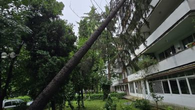 copaci-si-crengi-cazute-in-urma-unei-furtuni-in-mures